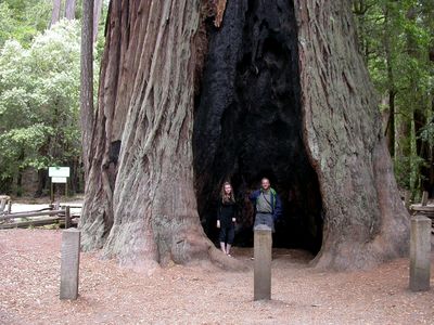  - 44 californien big basin redwoods kim greiner